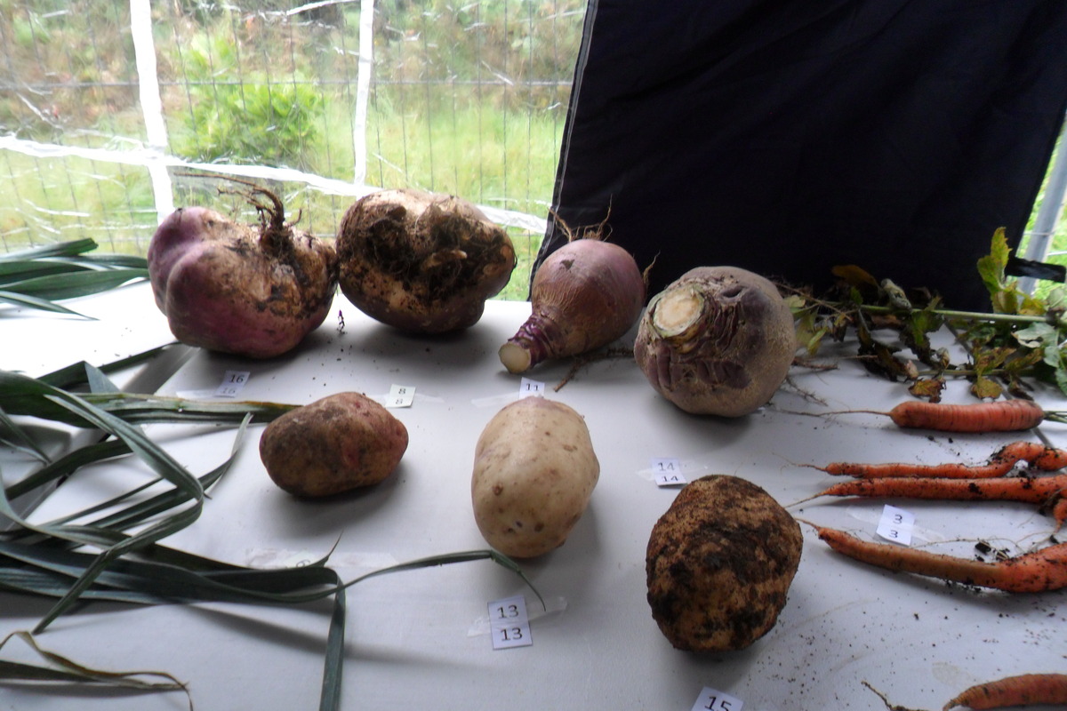 2013 vegetable competition